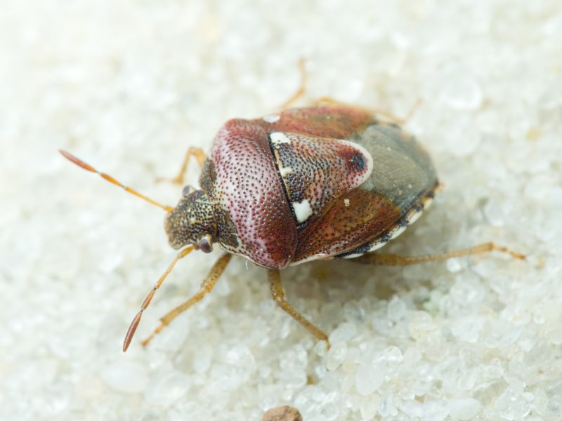Stagonomus bipunctatus (Linnaeus, 1758)